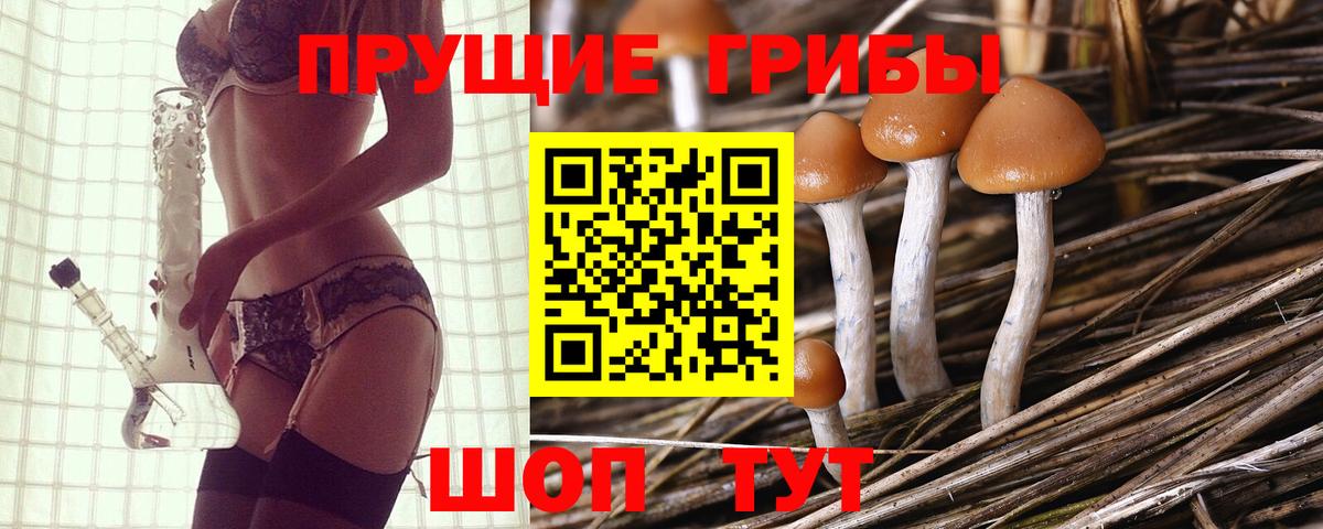 Электрогорск  Псилоцибиновые грибы прущие грибы  Вход с VPN 